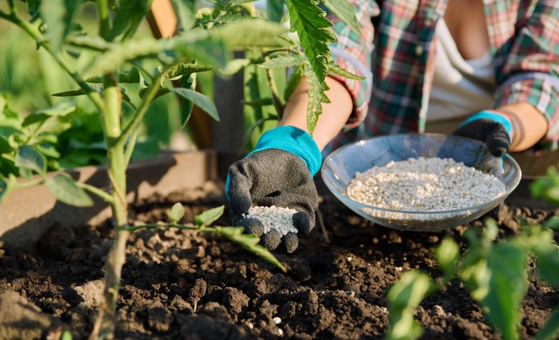 Podlewanie kwiatów nawozem do pomidorów.