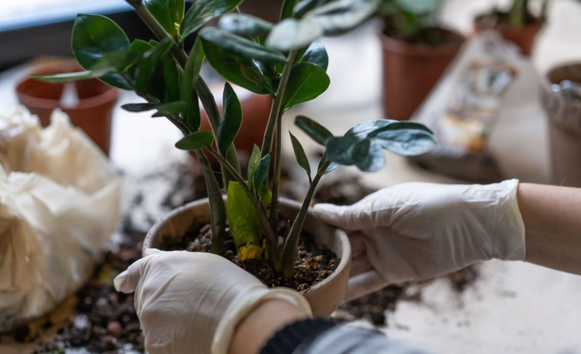 Podlewanie kwiatów po przesadzeniu.