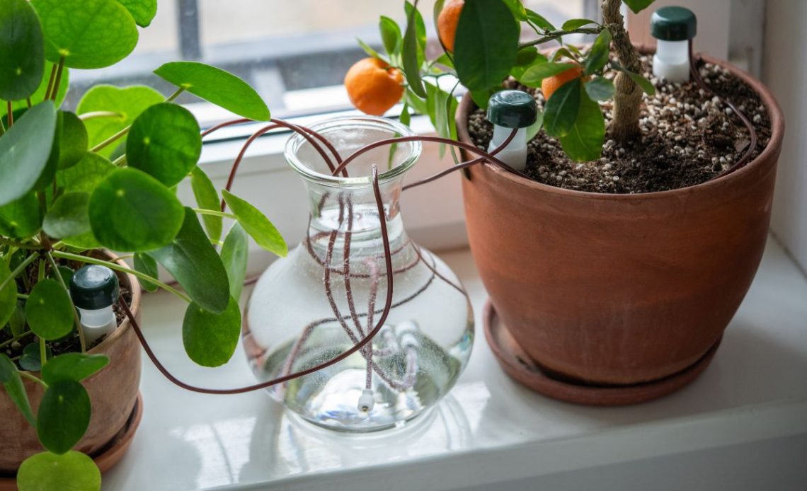 Podlewanie kwiatów podczas urlopu.