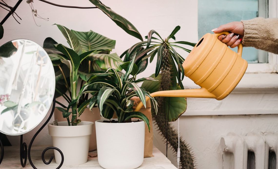 Podlewanie kwiatów wodą gazowaną.