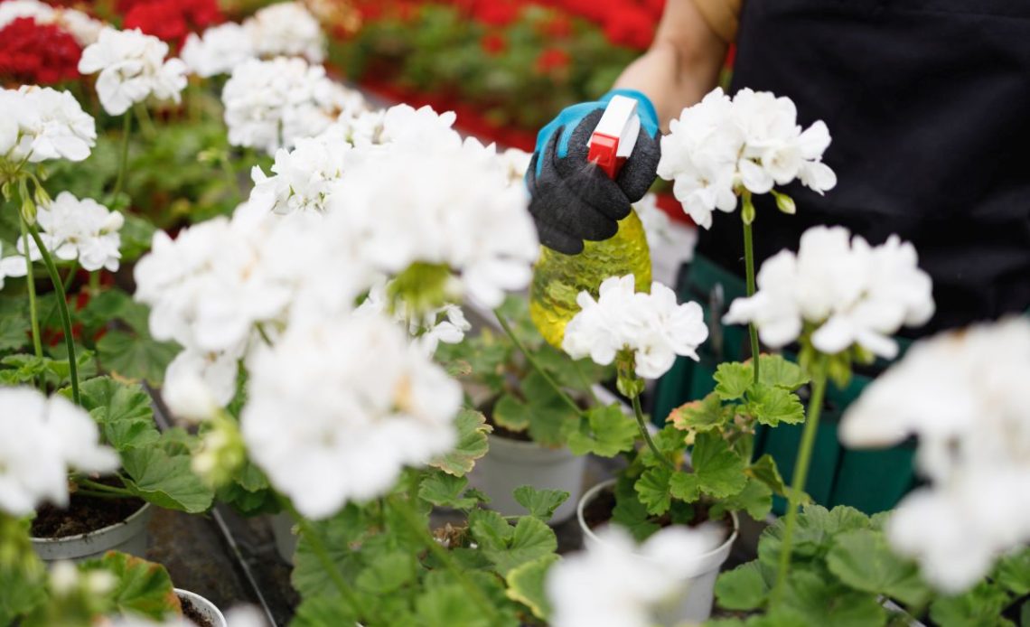 Podlewanie kwiatów żelatyną.