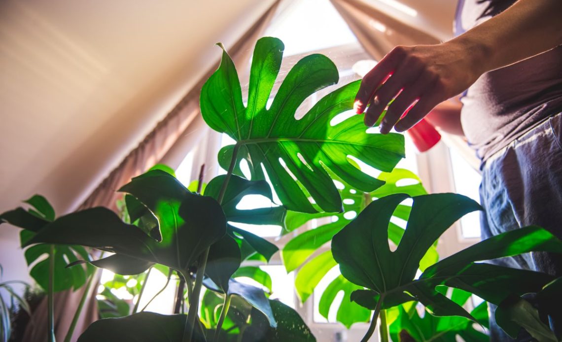 Podlewanie monstery.