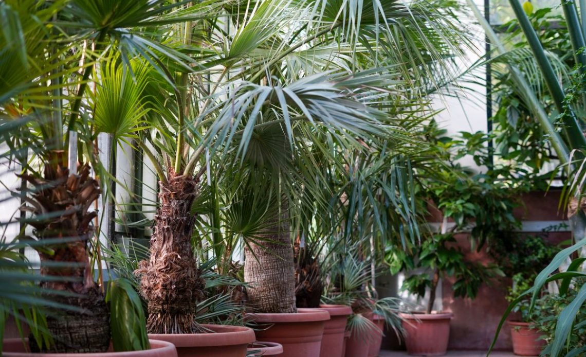 Podlewanie palm doniczkowych.