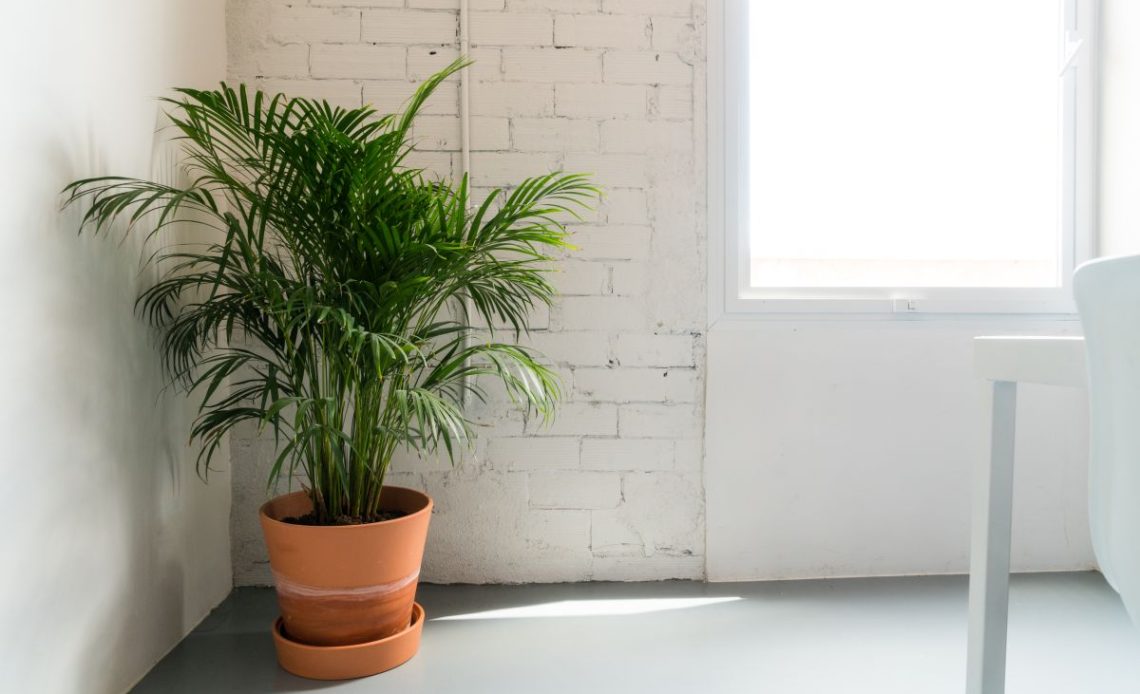 Podlewanie palmy kokosowej.