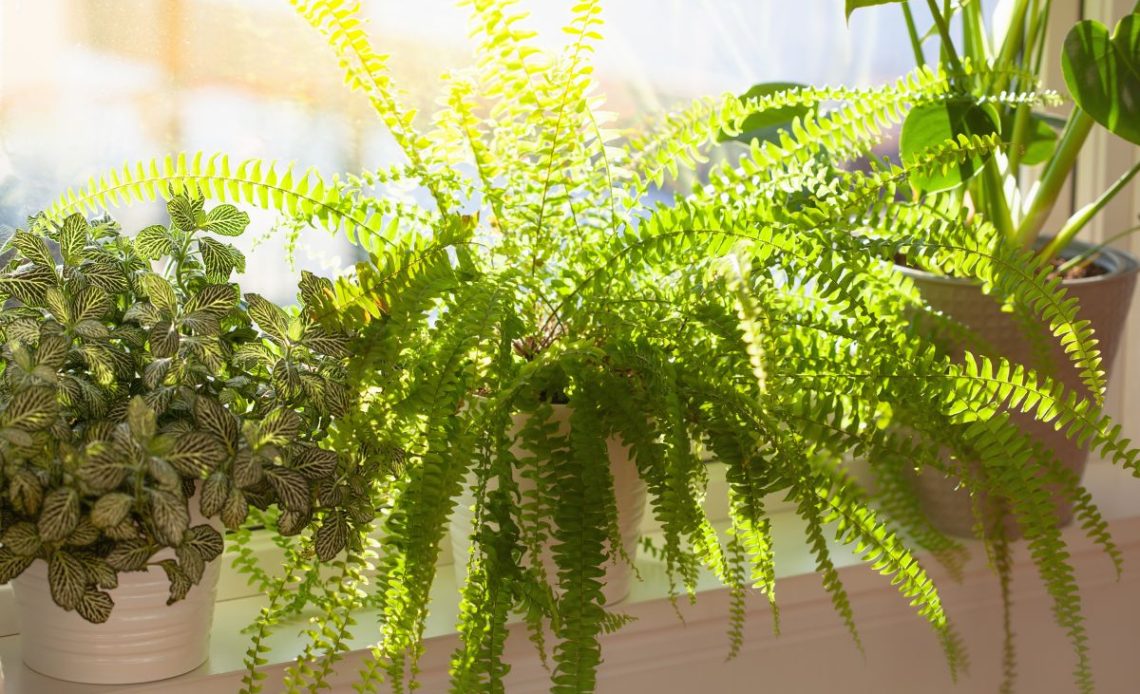 Podlewanie paprotki.