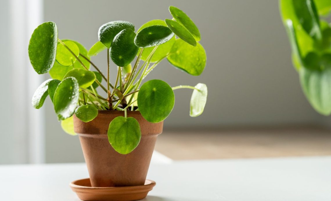 Podlewanie pieniążka.