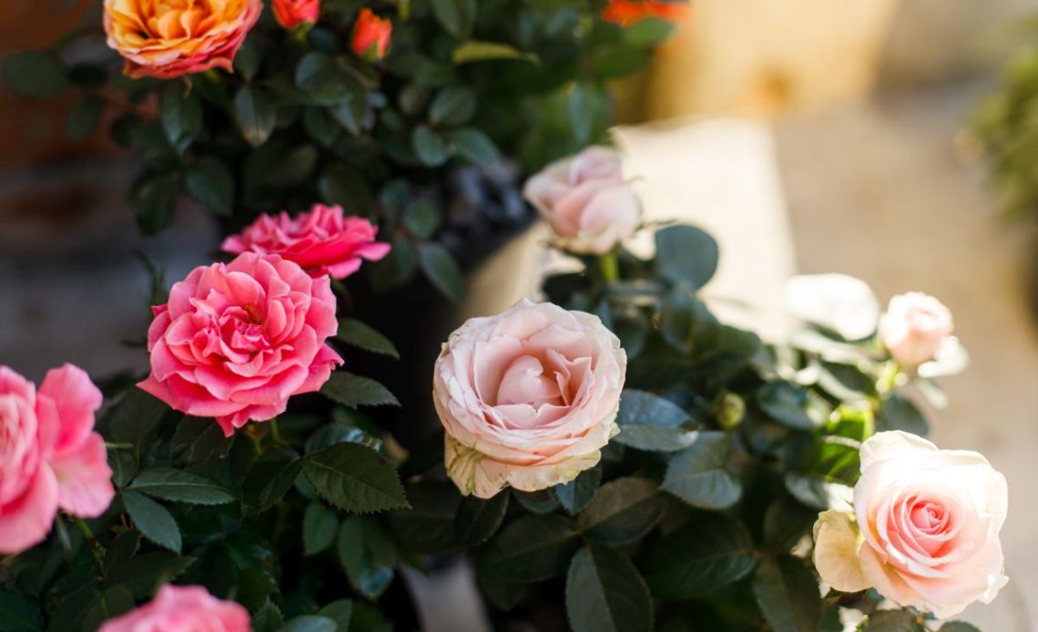 Podlewanie róży w doniczce.