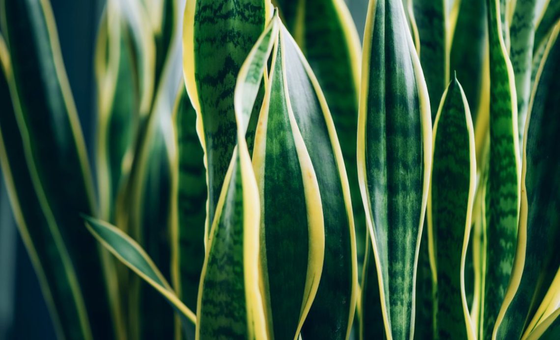 Podlewanie sansewierii.