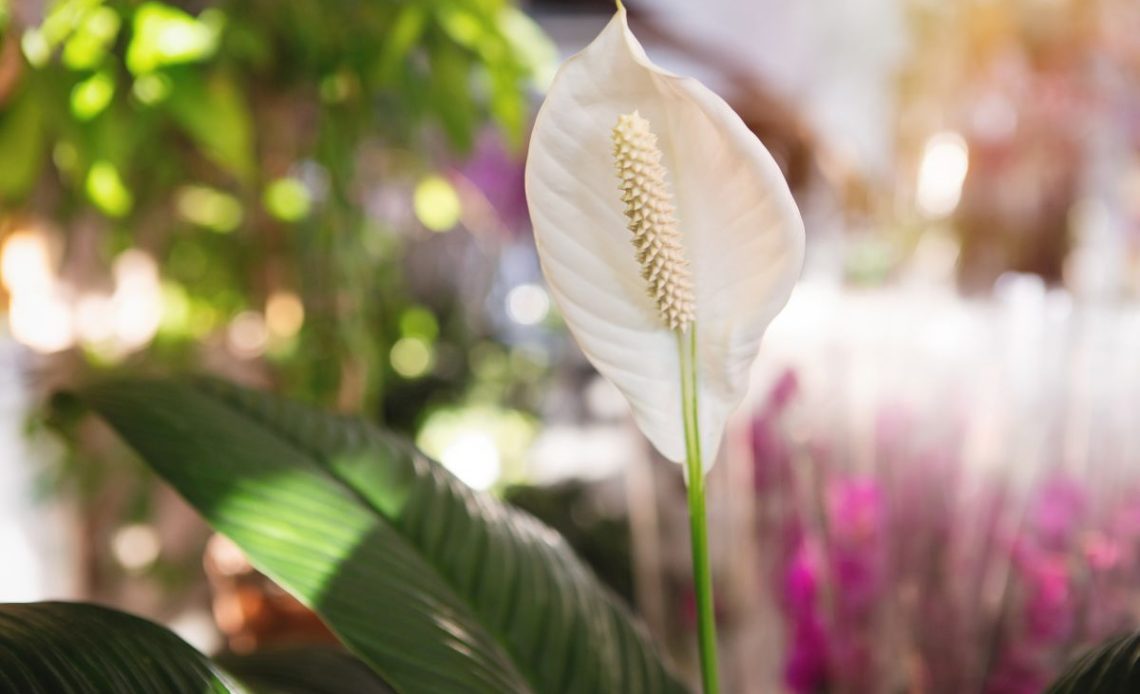 Podlewanie skrzydłokwiatu w szkle.