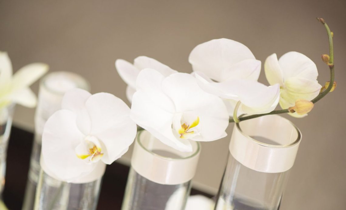 Podlewanie storczyka w szkle.