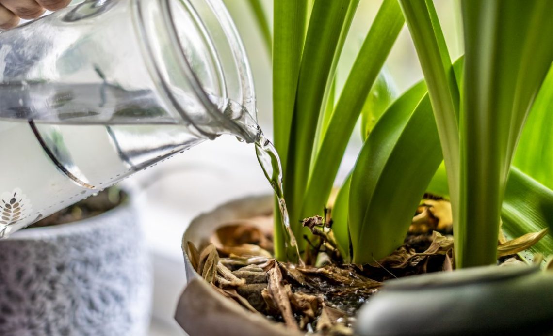 Podlewanie storczyków.