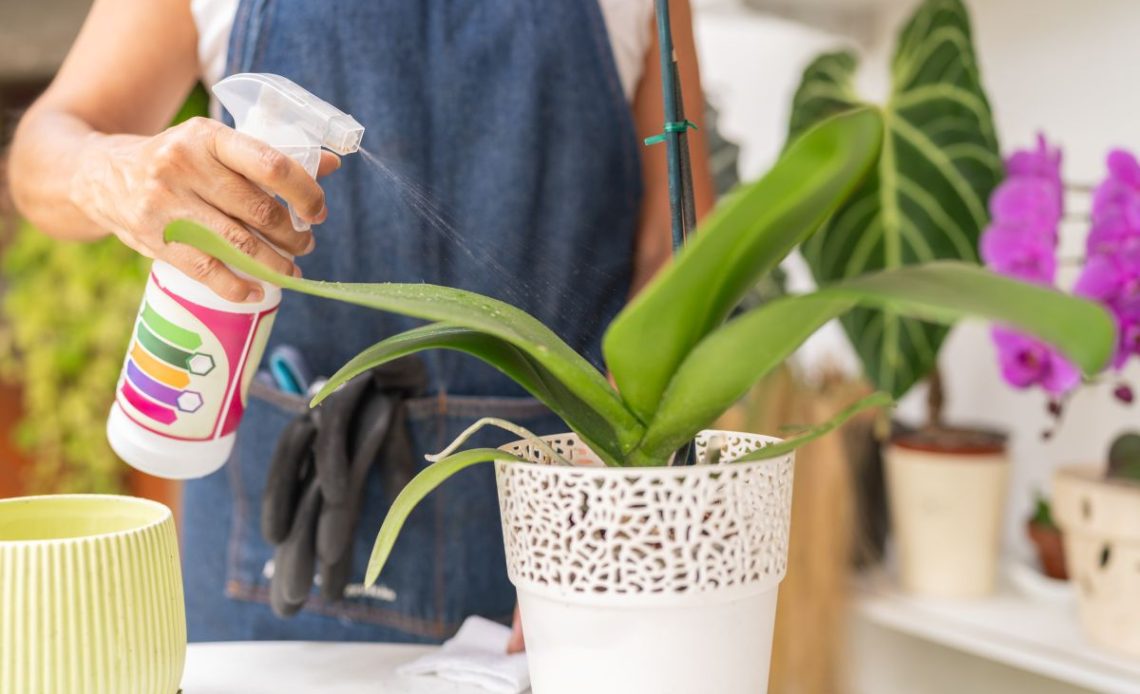 Podlewanie storczyków czosnkiem.