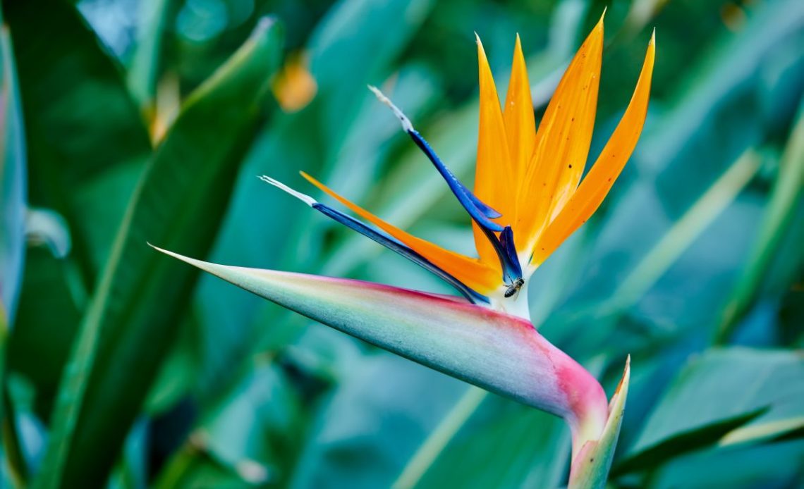 Podlewanie strelicji.