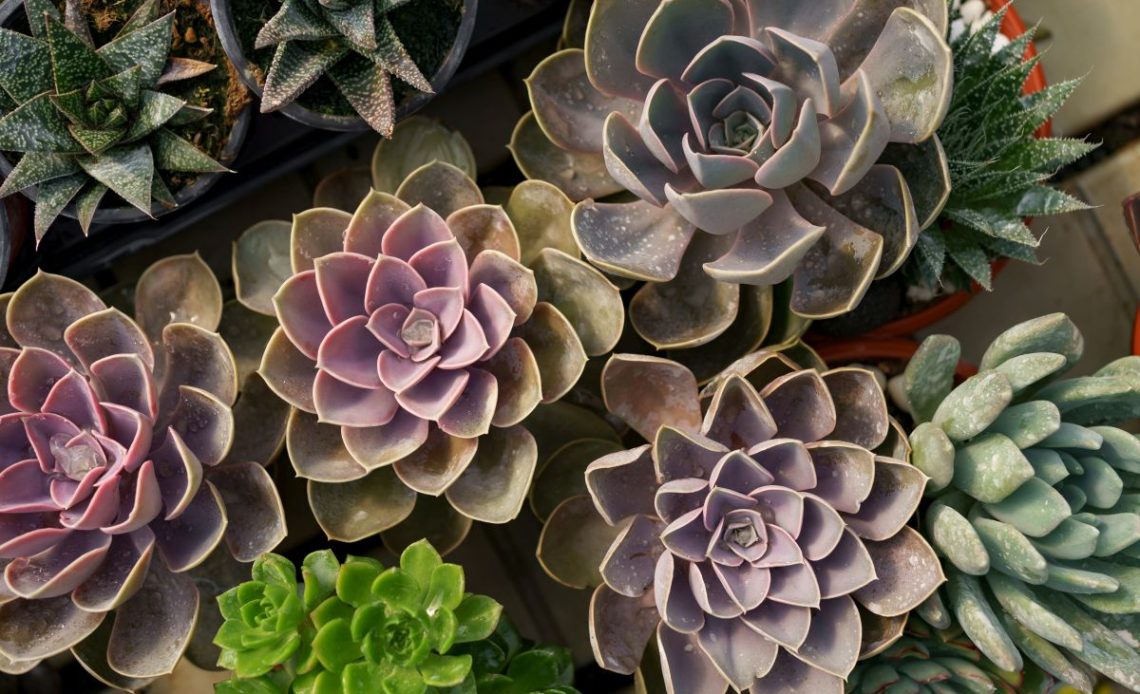 Podlewanie sukulentów.