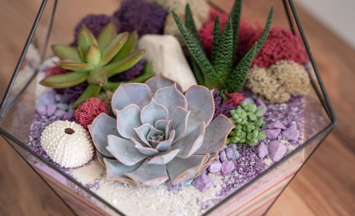 Podlewanie sukulentów w szkle.