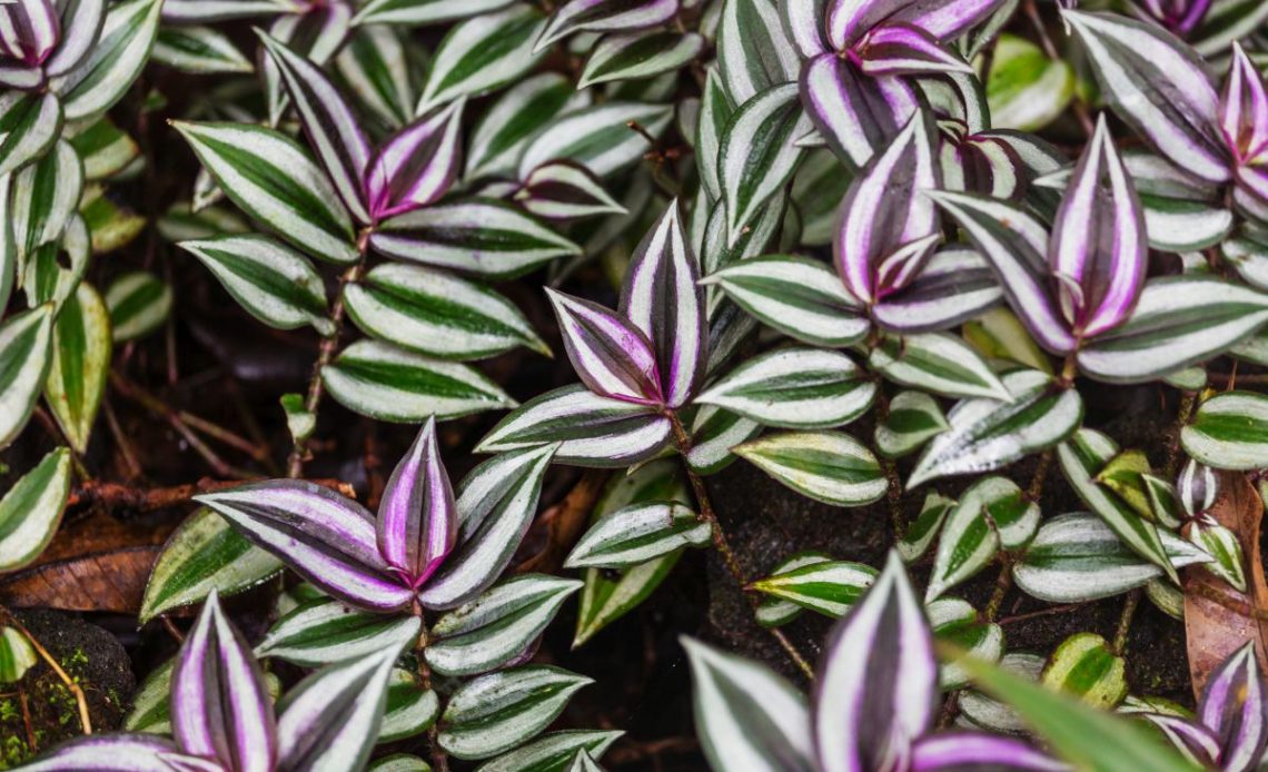 Podlewanie trzykrotki.