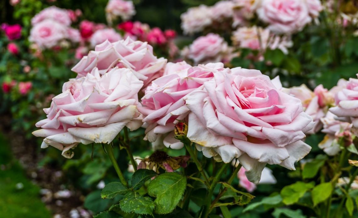 Róże – jaka ziemia