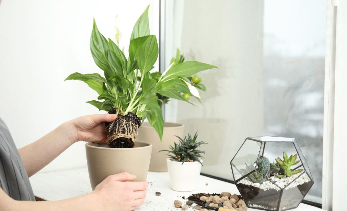 Skrzydłokwiat – jaka ziemia