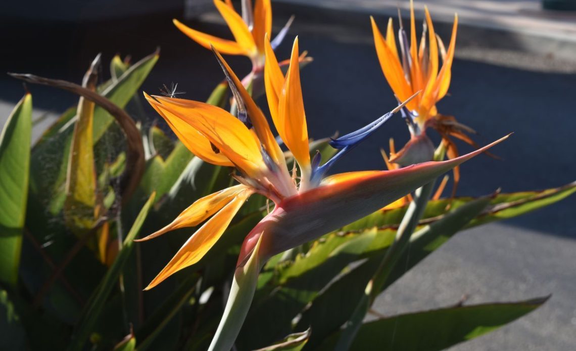 Strelicja – jaka ziemia