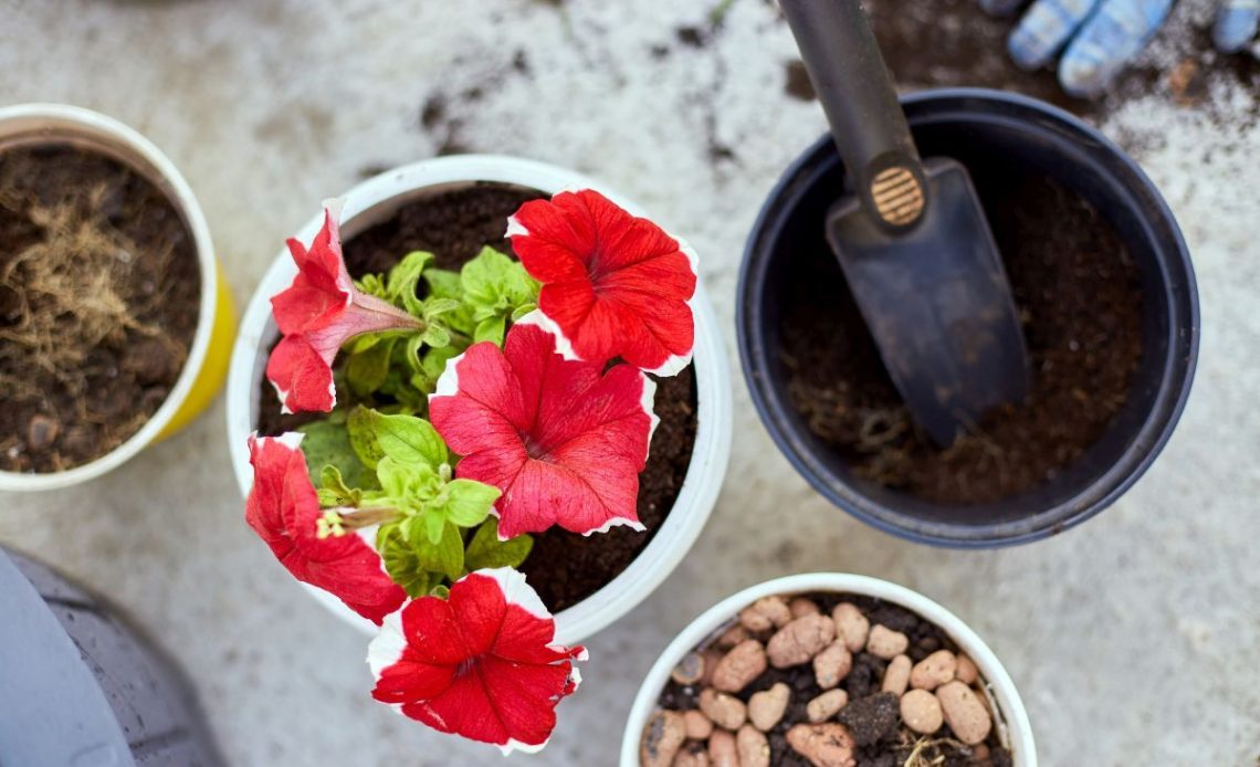 Surfinia – jaka ziemia