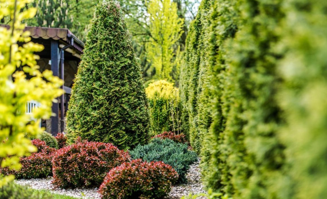 Tuje i iglaki – jaka ziemia