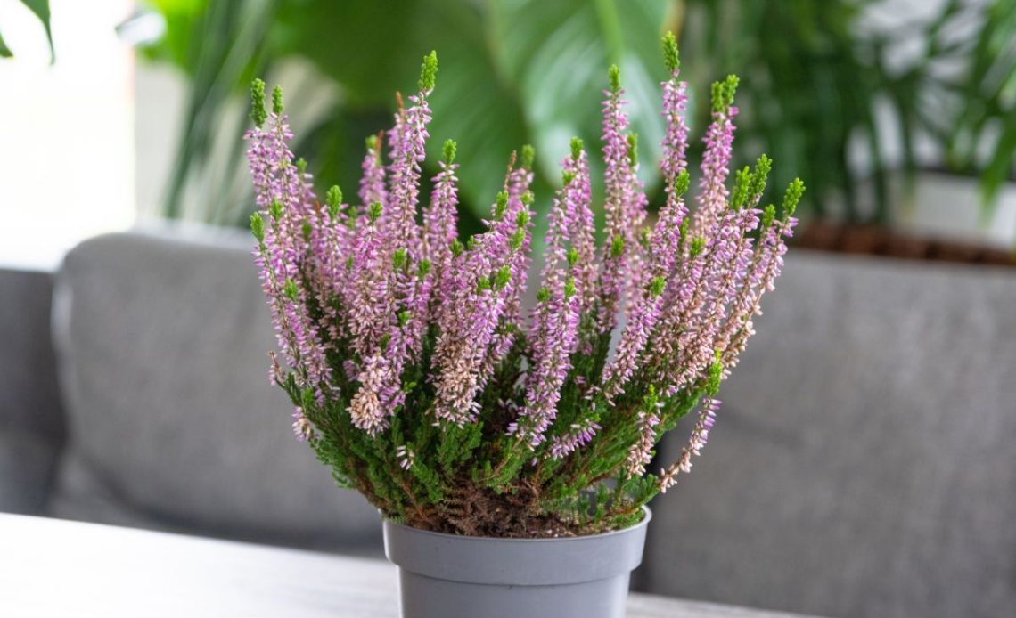 Wrzosy – jaka ziemia