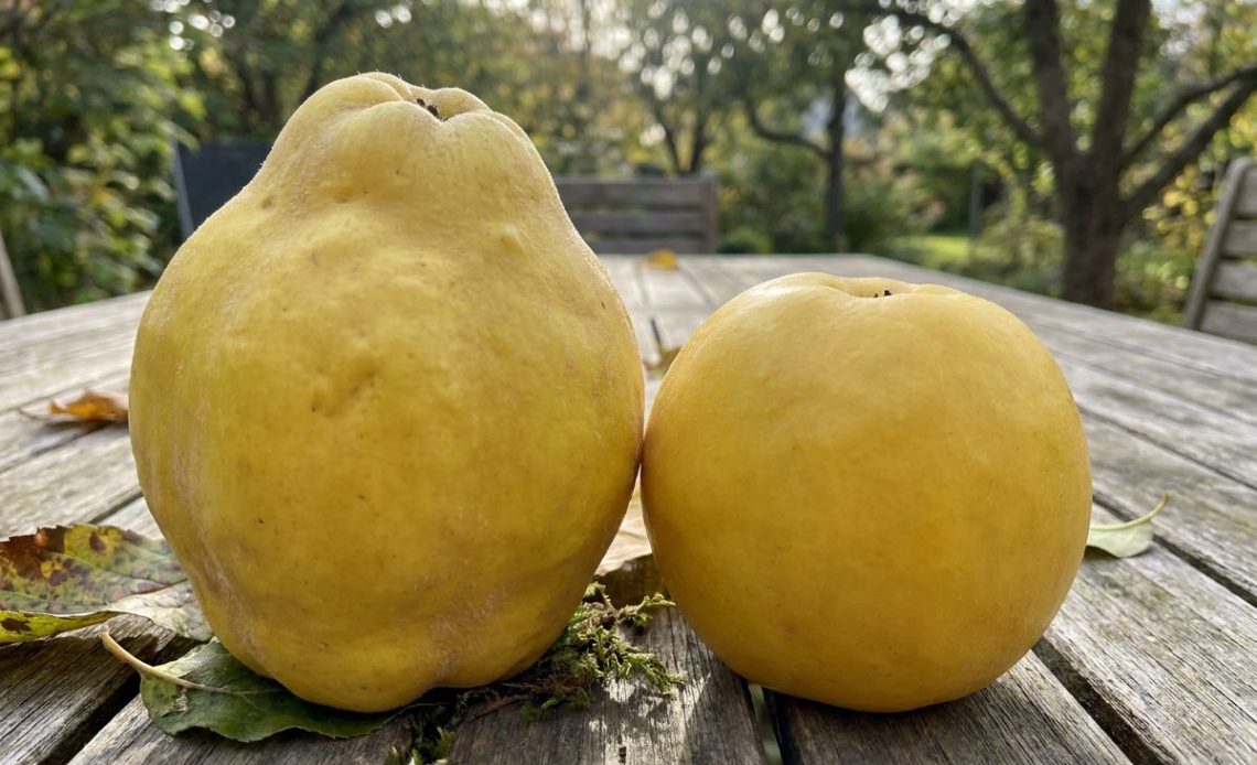 jak odróżnić pigwę od pigwowca